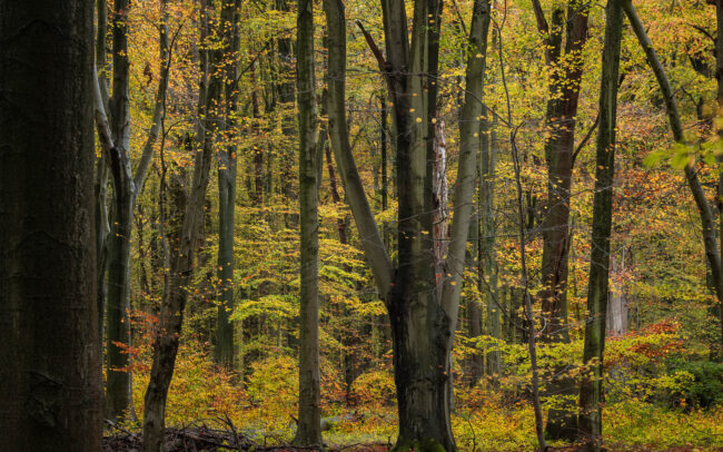 Frédéric Demeuse-Sonian-Forest-Unesco-site-8