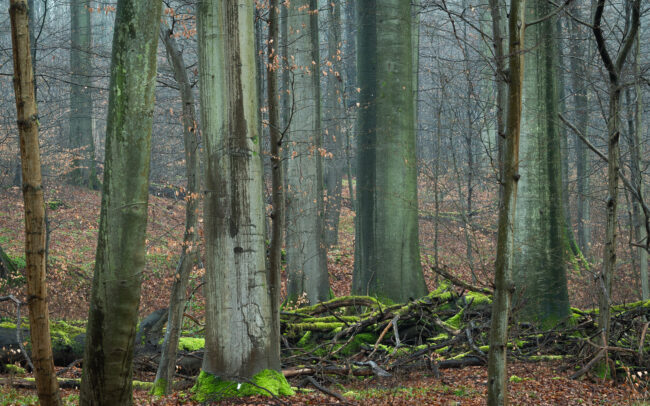 Frédéric Demeuse-Sonian-Forest-Unesco-site-8