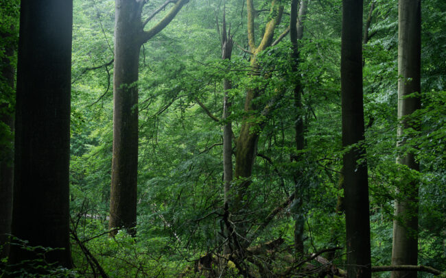 Frédéric Demeuse-Sonian-Forest-Unesco-site-9