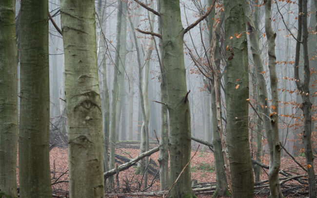 Frederic-Demeuse-Sonian-Forest-Unesco-winter