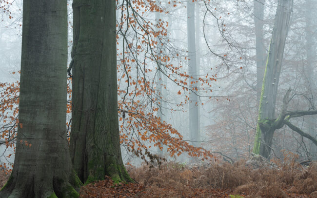 Frédéric Demeuse-Sonian-Forest-Winter