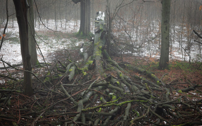 Frédéric Demeuse-Sonian-Forest-old-beech