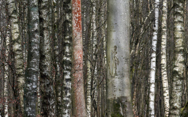 Frédéric Demeuse-Sonian-Forest-trees