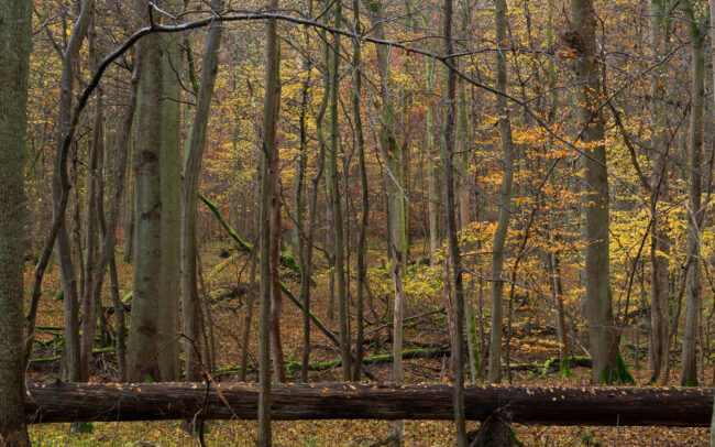 Frédéric-Demeuse-Sonian-forest-Unesco-foret-de-soignes-Belgique