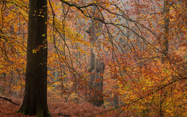 Frédéric-Demeuse-Sonian-forest-foret-de-soignes-Belgique-Unesco-site-Autumn