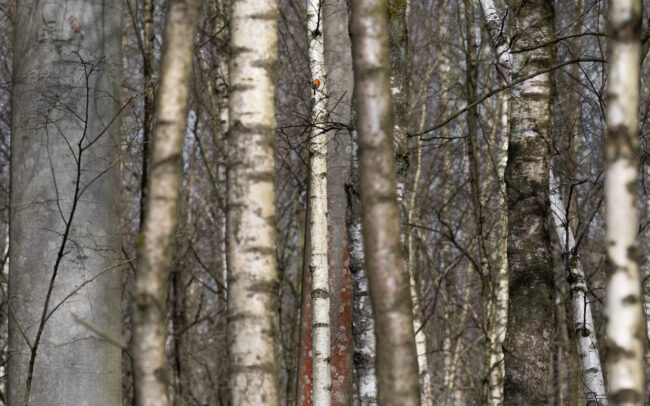 Frederic-Demeuse-forest-awakening-robin