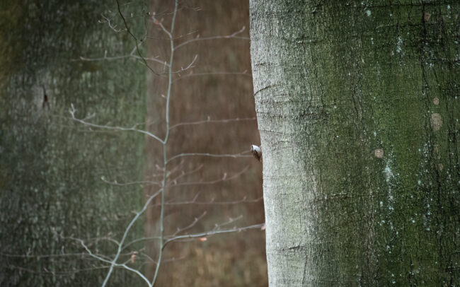 Frederic-Demeuse-forest-awakening-treecreeper