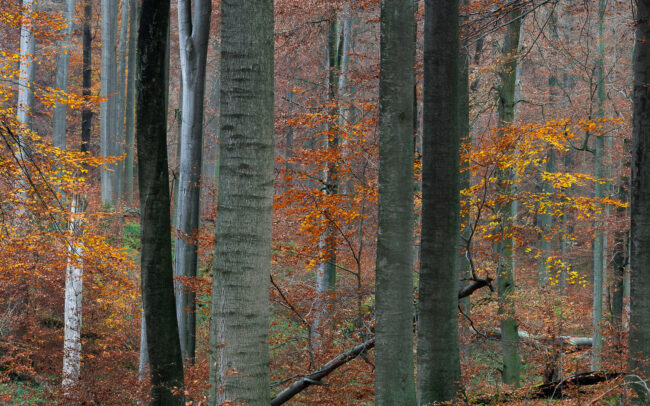 Frederic-Demeuse-forest-photography-7