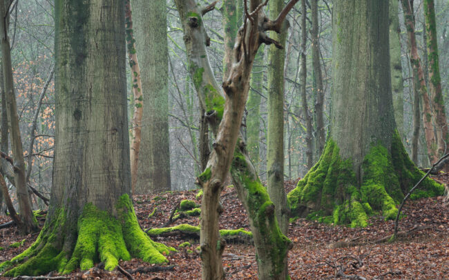 Frédéric-Demeuse-forest-photography-Sonian-Forest-Unesco-site