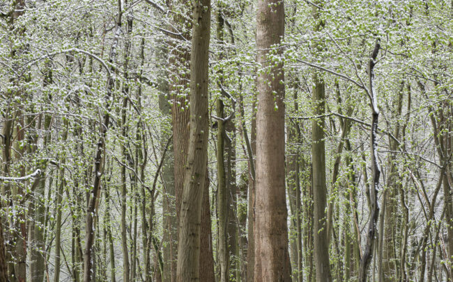 Frederic-Demeuse-forest-photography-Unesco-site