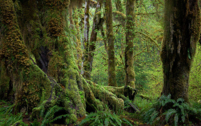 Frederic-Demeuse-temperate-rainforest-Hoh-Rainforest