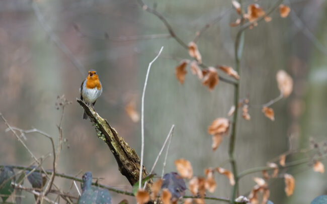 Frederic-Demeuse-wildlife-photographer-European-Robin-rougegorge