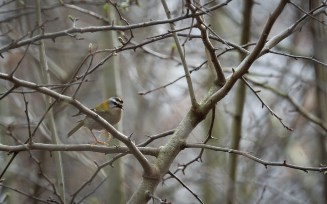 Frederic-Demeuse-wildlife-photographer-regulus