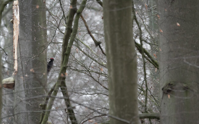 Frédéric-Demeuse-wildlife-photography-Black-Woodpecker-Sonian-Forest