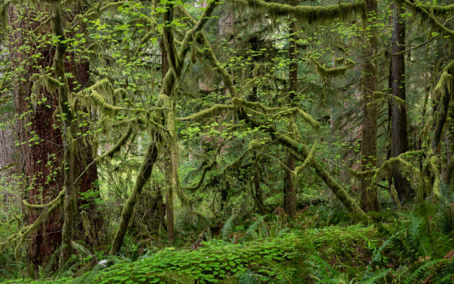 Quinault Rainforest-Washington State
