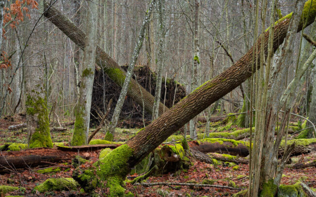 Frédéric Demeuse-photographer-Bialowieza-Forest-Debowy-Grad-nature-reserve