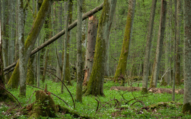 Frédéric Demeuse-photographer-Bialowieza-Strict-reserve