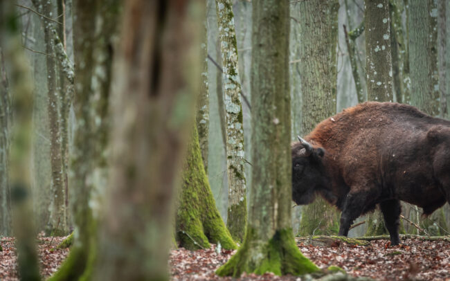 Frédéric Demeuse-photographer-European-bison-Bialowieza-Forest-Poland-2