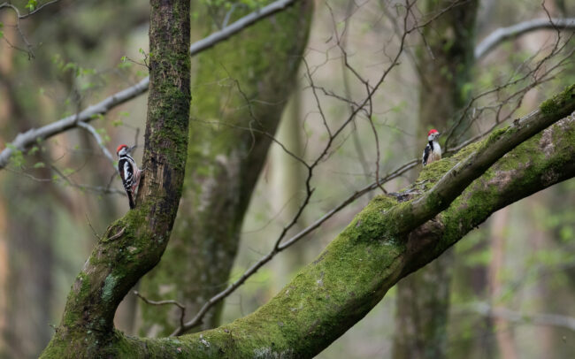 Frédéric Demeuse-photographer-Pics-mars-Sonian-Forest