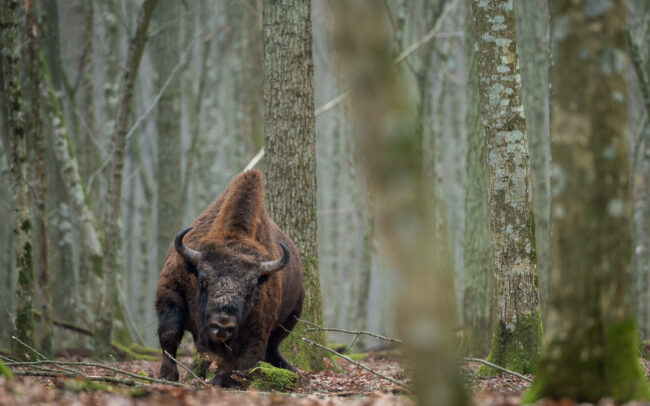 Frédéric Demeuse-photographer-Sonian-Forest