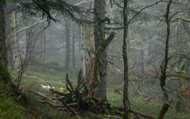 Frédéric Demeuse-photographer-old-forest