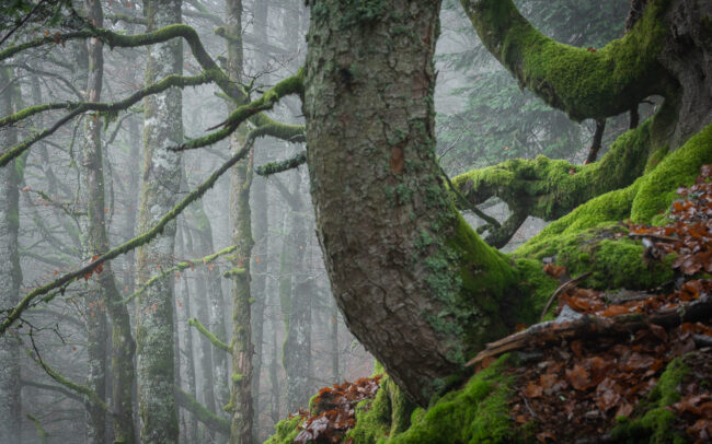 Frédéric Demeuse-photographer-primary-forest