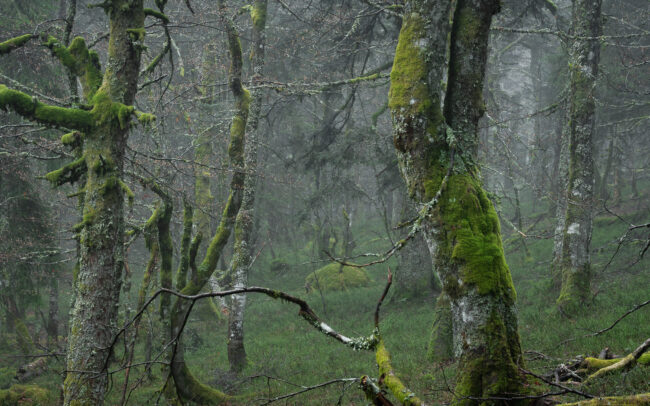 Frédéric Demeuse-photographer-primary-forest