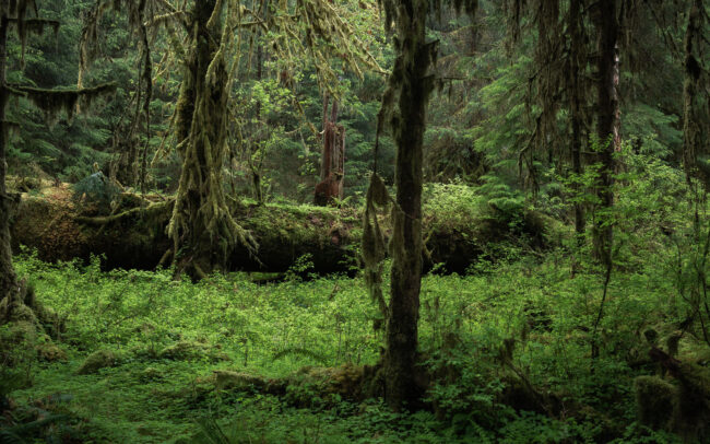 Frédéric Demeuse-photographer-temperate-primeval-rainforest