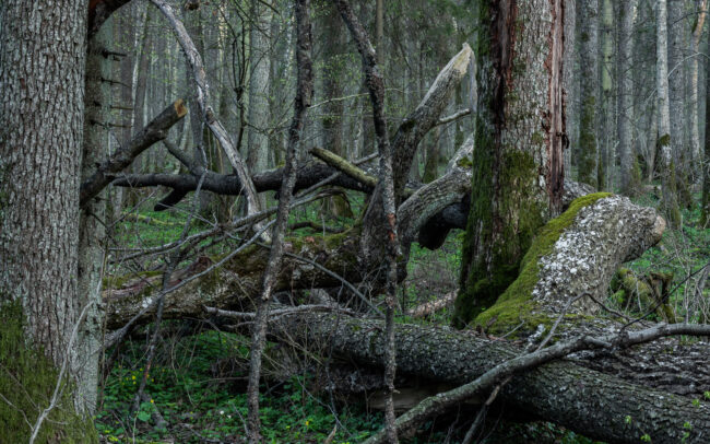 Frédéric Demeuse-photography-Bialowieza-Forest-Pogorzelce-nature-reserve