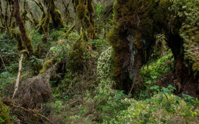 Frederic-Demeuse-photography-Heather-bog-forest-Rwenzori