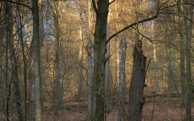 Frédéric Demeuse-photography-Sonian-Forest-Unesco-10