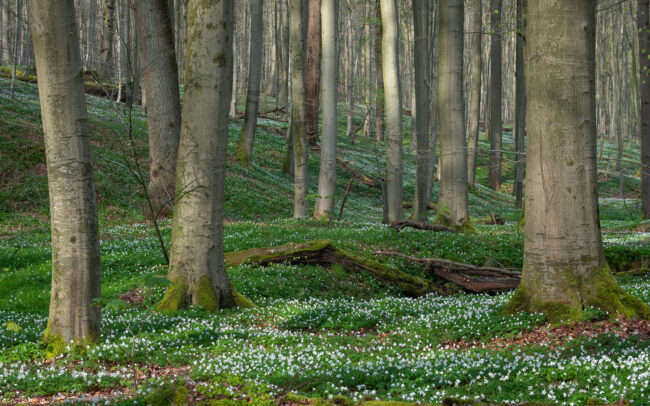 Frédéric Demeuse-photography-Sonian-Forest-Unesco-2