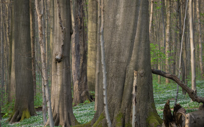 Frédéric Demeuse-photography-Sonian-Forest-Unesco-3