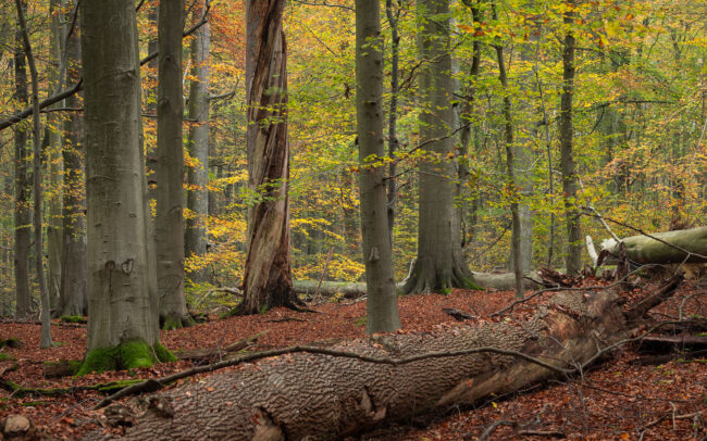 Frédéric Demeuse-photography-Sonian-Forest-Unesco-6