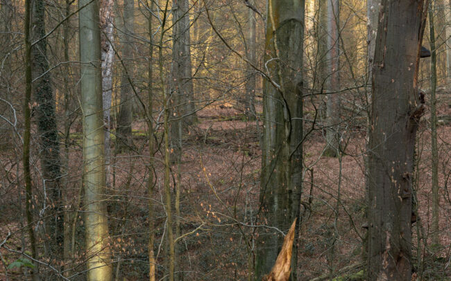 Frédéric Demeuse-photography-Sonian-Forest-Unesco