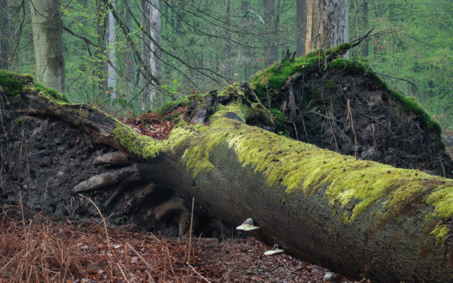 Frédéric Demeuse-photography-Sonian-Forest-Unesco-8