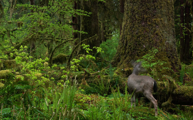 Frederic-Demeuse-photography-Temperate-rainforest-Black-tailed-deer