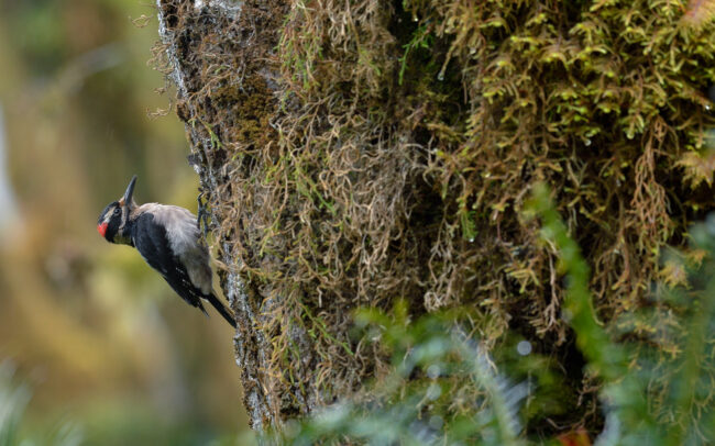 Frédéric-Demeuse-wildlife-photographer-Hairy-woodpecker-Hoh-Rainforest
