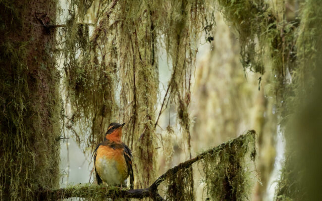 Frédéric-Demeuse-wildlife-photographer-Varied-Thrush-Hoh-Rainforest