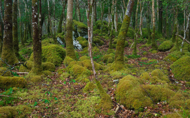Frédéric-Demeuse-Forgotten-Places-Atlantic-rainforest-Killarney