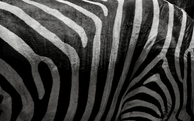 Frédéric-Demeuse-Nature-photography-Roots-Zebra-stripes