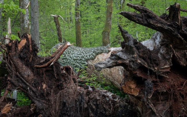 Frédéric Demeuse Photography-Bialowieza-Forest-Fallen-monument