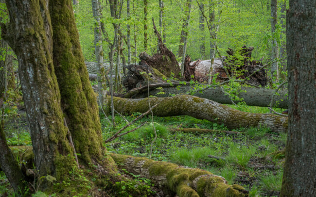 Frédéric Demeuse Photography-Bialowieza-Forest-Puszcza