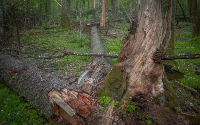 Frédéric Demeuse-forest-photography-Bialowieza-Forest-11