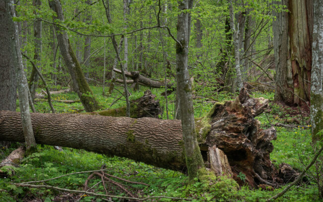 Frédéric Demeuse-forest-photography-Bialowieza-Forest-17