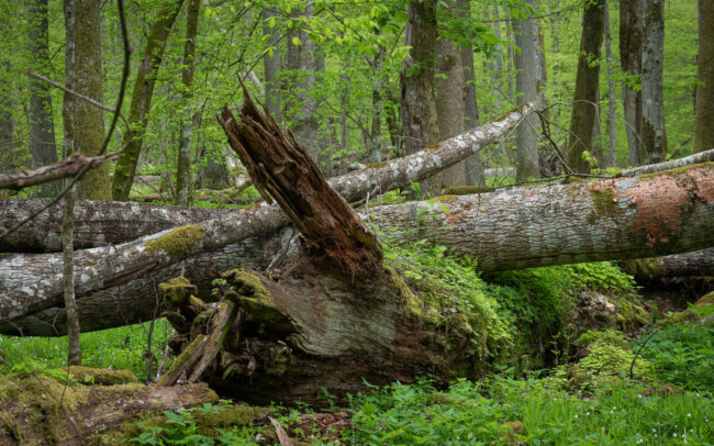 Frédéric Demeuse-forest-photography-Bialowieza-Forest-23