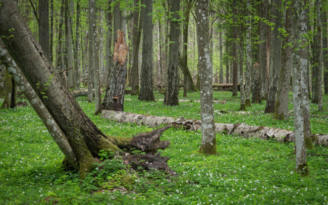Frédéric Demeuse-forest-photography-Bialowieza-Forest-36