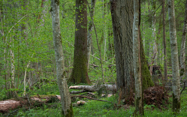 Bialowieza Primeval Forest, Poland