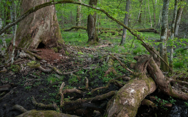 Frédéric Demeuse-forest-photography-Bialowieza-Forest-5