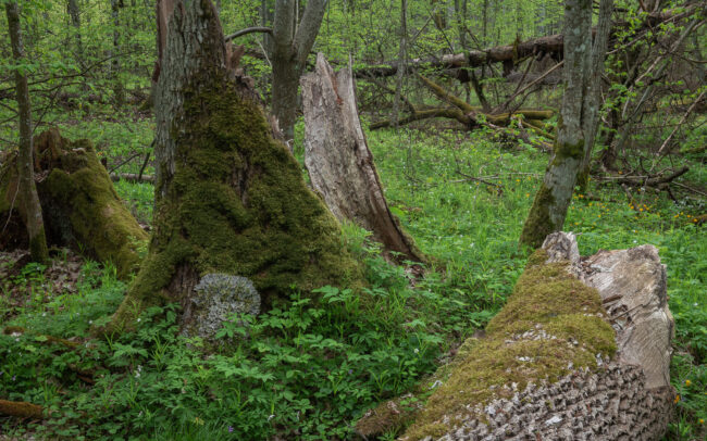 Frédéric Demeuse-forest-photography-Bialowieza-Forest-50